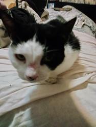 Lost Female Cat last seen Lantana Rd East and N 7th St 33462, Lantana, FL 33462