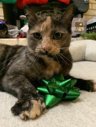 Lost Female Cat last seen NW 7th Ave / NW 119th St, Clark County, WA 98685