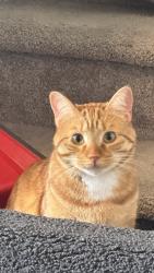 Lost Male Cat last seen Near Graydon hill Cres sw, Edmonton, AB T6W 4C7