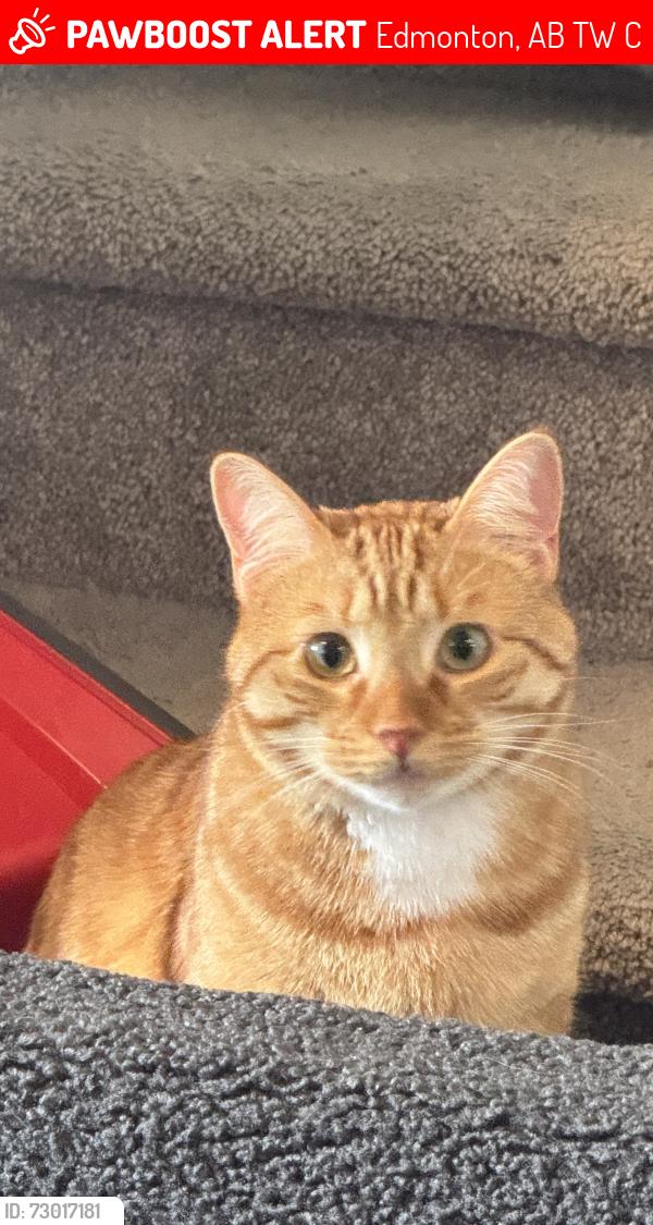 Lost Male Cat last seen Near Graydon hill Cres sw, Edmonton, AB T6W 4C7