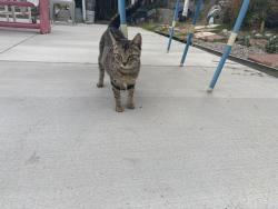 Lost Female Cat last seen Spring valley, Spring Valley, CA 91977