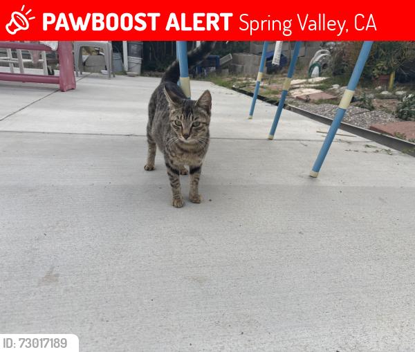 Lost Female Cat last seen Spring valley, Spring Valley, CA 91977