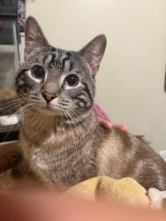 Lost Male Cat last seen S old birmingham highway, West Jordan, UT 84088