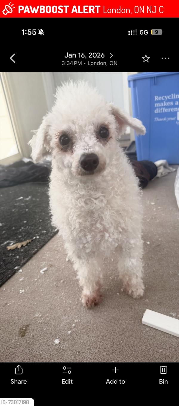Lost Female Dog last seen Near Westbury Cres, London, ON N6J 3C7