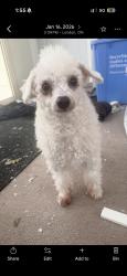 Lost Female Dog last seen Near Westbury Cres, London, ON N6J 3C7
