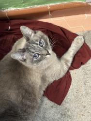 Lost Female Cat last seen The canyon behind Spartan, Andros, and 58th St., San Diego, CA 92115