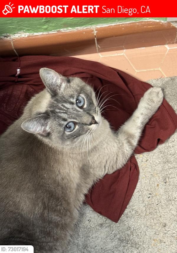 Lost Female Cat last seen The canyon behind Spartan, Andros, and 58th St., San Diego, CA 92115