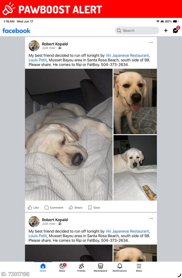 Lost Male Dog last seen Heirloom donuts , Santa Rosa Beach, FL 32459