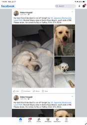 Lost Male Dog last seen Heirloom donuts , Santa Rosa Beach, FL 32459