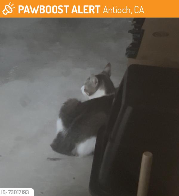 Found/Stray Unknown Cat last seen Cache Peak Dr, Antioch, CA 94509