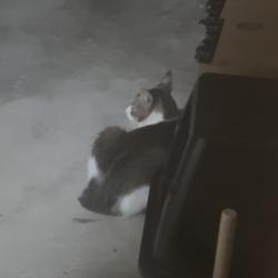 Found/Stray Unknown Cat last seen Cache Peak Dr, Antioch, CA 94509