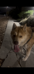 Found/Stray Male Dog last seen West Gonzales by Clinicas, Oxnard, CA 93030