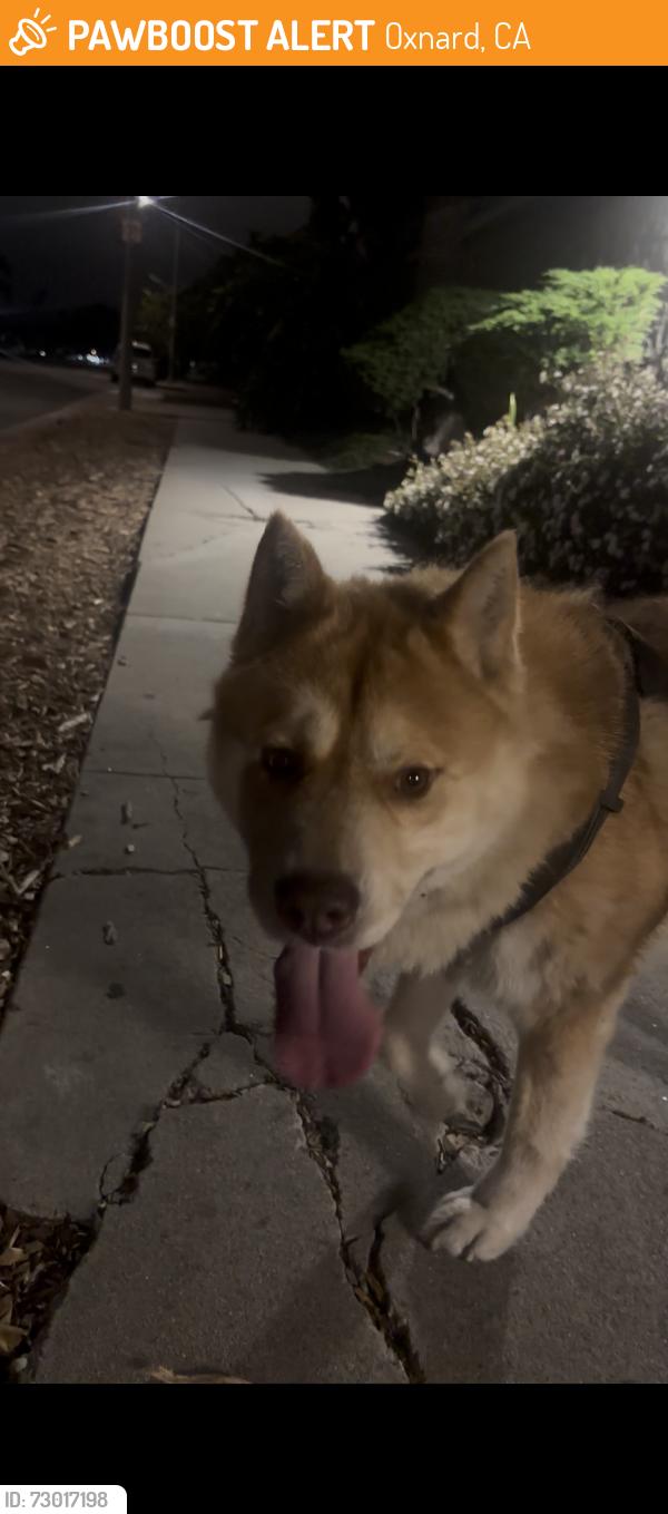 Found/Stray Male Dog last seen West Gonzales by Clinicas, Oxnard, CA 93030