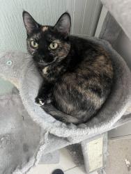 Lost Female Cat last seen First Ave and Bogardus Ave, Whittier, CA 90603
