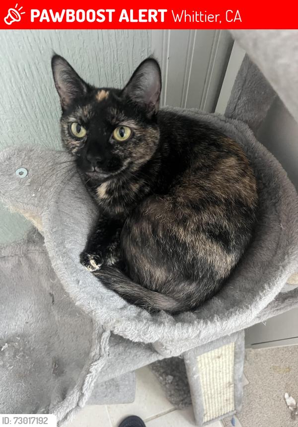 Lost Female Cat last seen First Ave and Bogardus Ave, Whittier, CA 90603