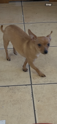 Found/Stray Female Dog last seen Roosevelt , Sacramento, CA 95820