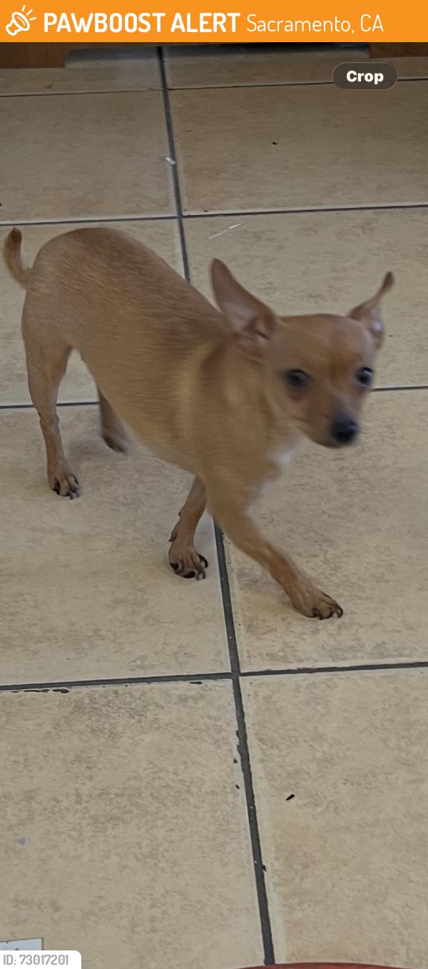 Found/Stray Female Dog last seen Roosevelt , Sacramento, CA 95820