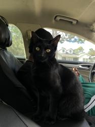 Lost Male Cat last seen Mount ivy rd, Brooksville, FL 34614