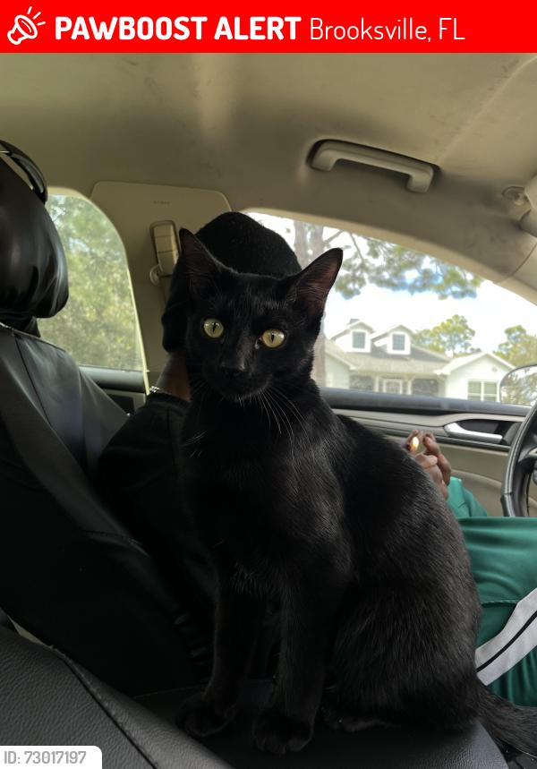 Lost Male Cat last seen Mount ivy rd, Brooksville, FL 34614