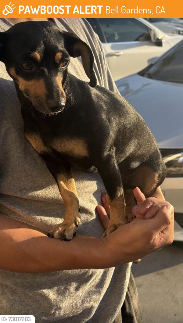 Found/Stray Female Dog last seen Found in bell gardens , Bell Gardens, CA 90201