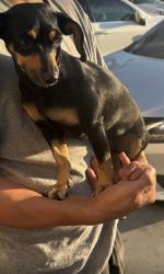 Found/Stray Female Dog last seen Found in bell gardens , Bell Gardens, CA 90201