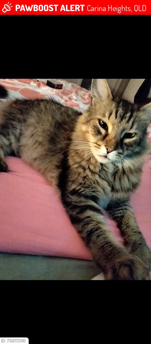 Lost Male Cat last seen Rae street, Chataway, Carina Heights, QLD 4152