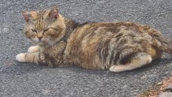Found/Stray Male Cat last seen Not far from Canon Hill park, Moseley, England B13