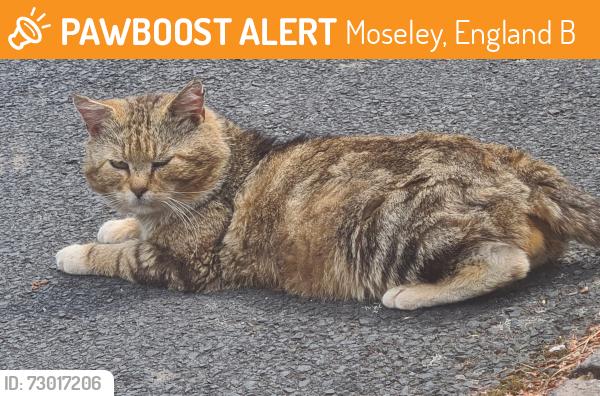 Found/Stray Male Cat last seen Not far from Canon Hill park, Moseley, England B13