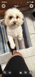 Found/Stray Male Dog last seen 166th and Portland Ave, Goodyear, AZ 85338