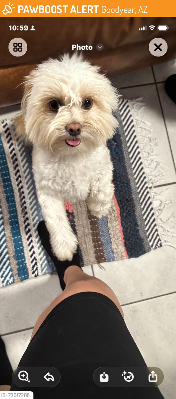 Found/Stray Male Dog last seen 166th and Portland Ave, Goodyear, AZ 85338