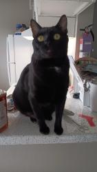 Lost Male Cat last seen Behind HEB Oak Drive Area, Lake Jackson, TX 77566