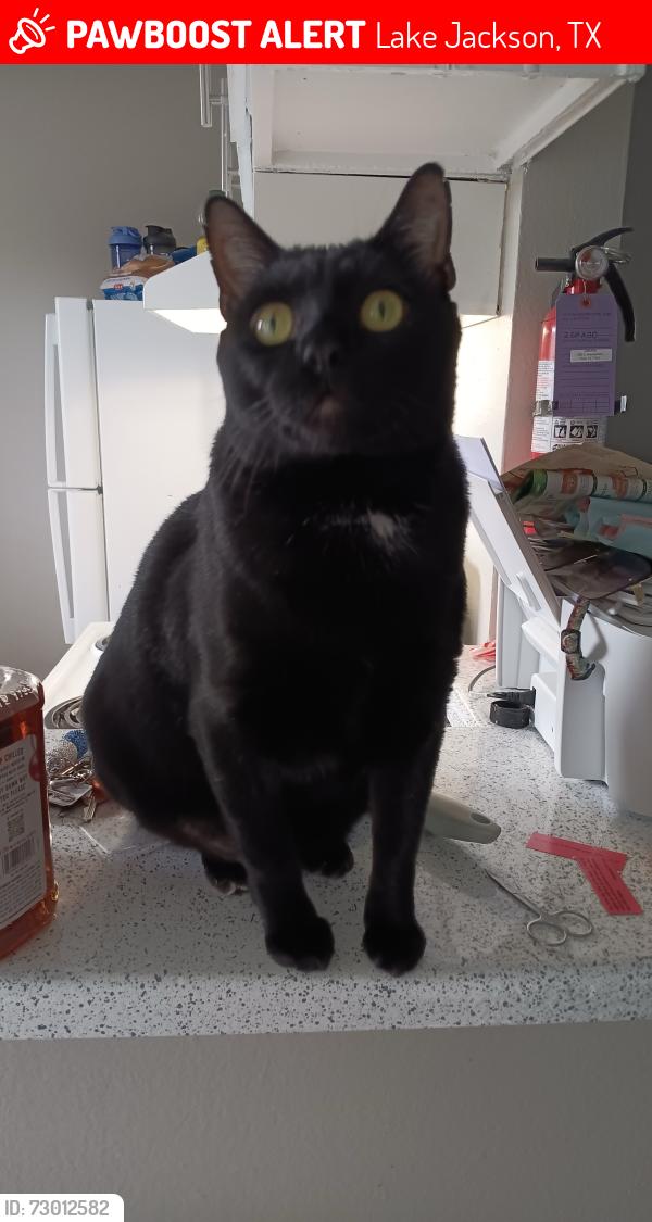 Lost Male Cat last seen Behind HEB Oak Drive Area, Lake Jackson, TX 77566