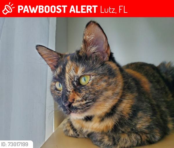 Lost Female Cat last seen Near US 41 Service Rd Lot 13A Lutz FL 33549, Lutz, FL 33548