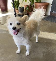 Found/Stray Female Dog last seen Lakewood Blvd and Cecilia St, Downey, CA 90241