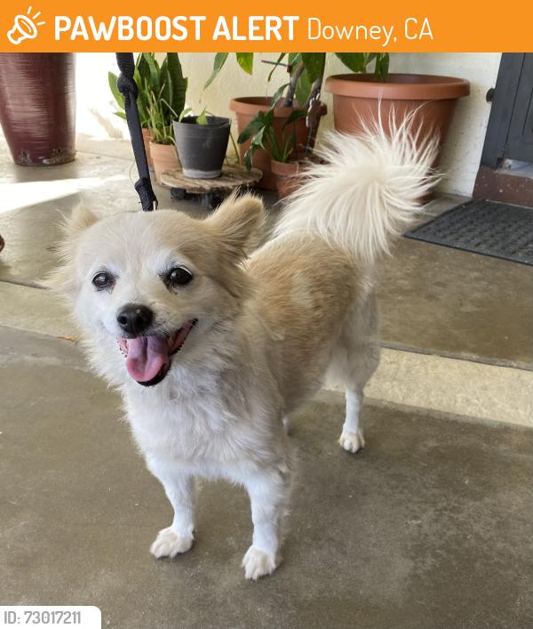 Found/Stray Female Dog last seen Lakewood Blvd and Cecilia St, Downey, CA 90241