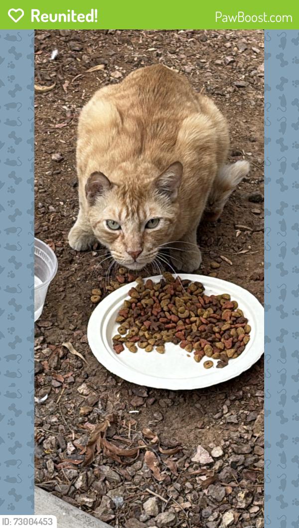 Reunited Unknown Cat last seen Beloat and miller , Buckeye, AZ 85326