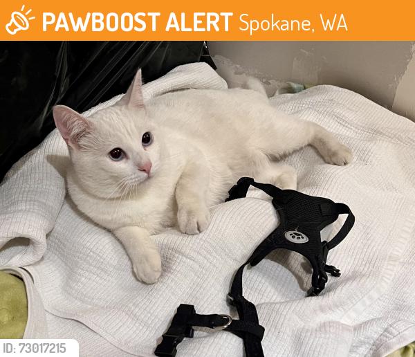 Found/Stray Male Cat last seen W Rockwell Ave and K Street, Spokane, WA 99205