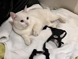Found/Stray Male Cat last seen W Rockwell Ave and K Street, Spokane, WA 99205