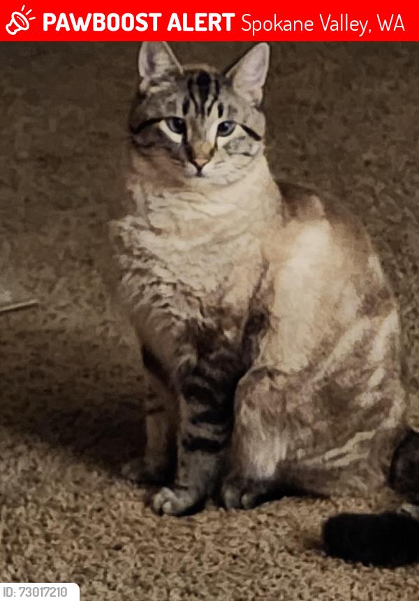 Lost Male Cat last seen Apollo and Chapman, Spokane Valley, WA 99206
