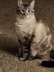 Lost Male Cat last seen Apollo and Chapman, Spokane Valley, WA 99206