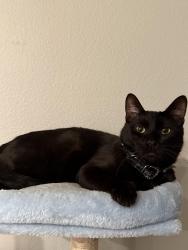 Lost Male Cat last seen Olivewood beaumong, Beaumont, CA 92223