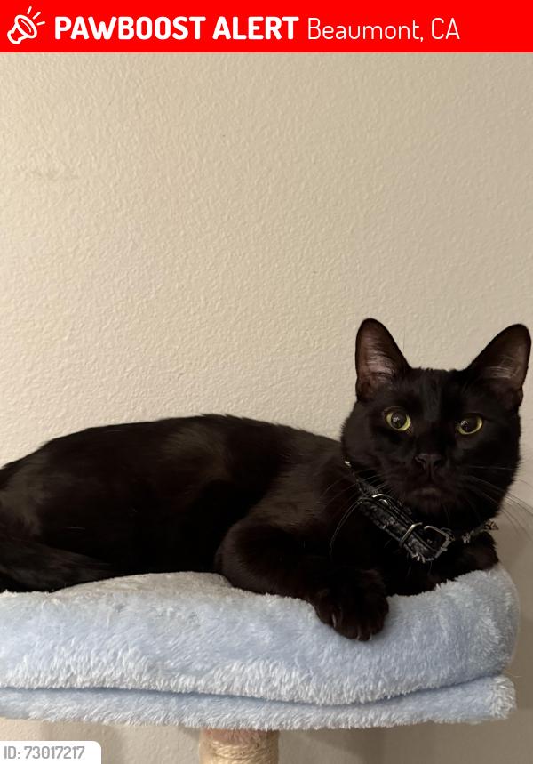Lost Male Cat last seen Olivewood beaumong, Beaumont, CA 92223