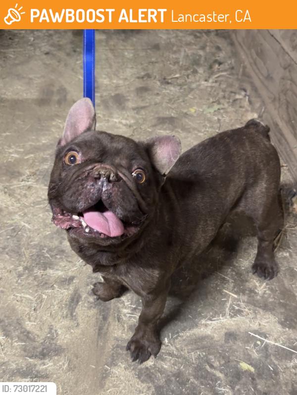 Found/Stray Male Dog last seen Avenue I, Lancaster, CA 93536
