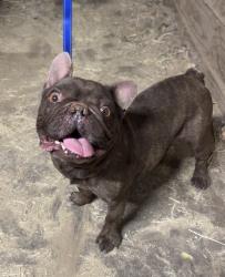 Found/Stray Male Dog last seen Avenue I, Lancaster, CA 93536