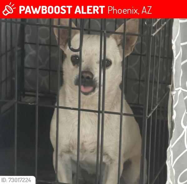 Lost Male Dog last seen 51st N Broadway, Phoenix, AZ 85041