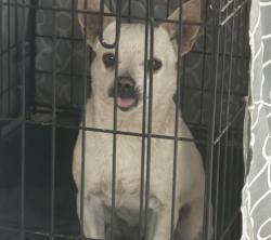 Lost Male Dog last seen 51st N Broadway, Phoenix, AZ 85041