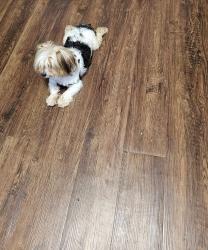 Lost Male Dog last seen Appleyard Tennessee street, Tallahassee, FL 32308