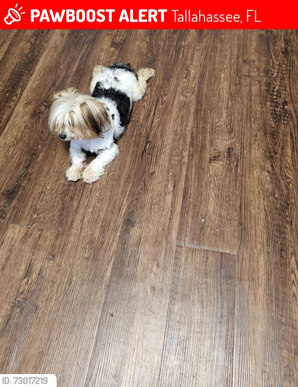 Lost Male Dog last seen Appleyard Tennessee street, Tallahassee, FL 32308