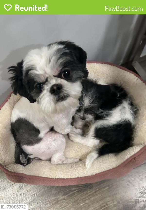 Reunited Female Dog last seen Loranne Ave, Pomona, CA 91767, USA, Pomona, CA 91767