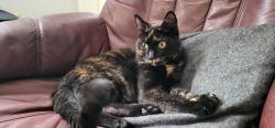 Lost Female Cat last seen Beach Road, Bangor, North Wales, Gwynedd, Wales LL57 1DD